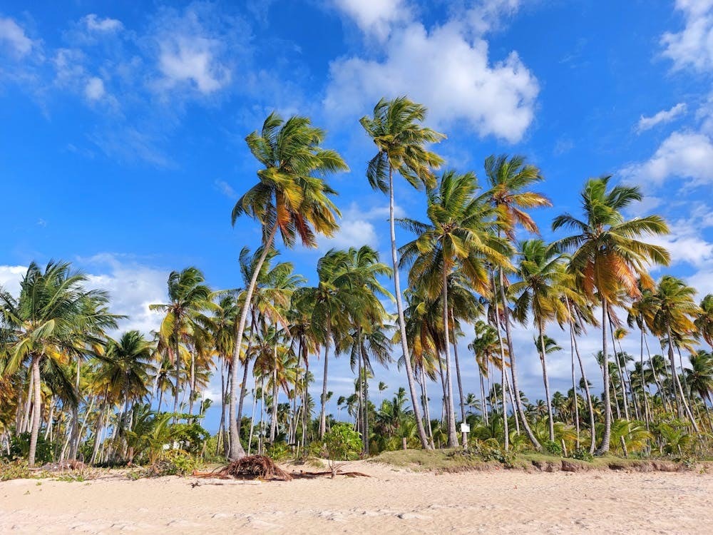 Samaná República Dominicana