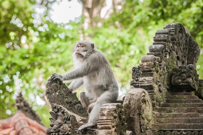 Salida Especial Bali