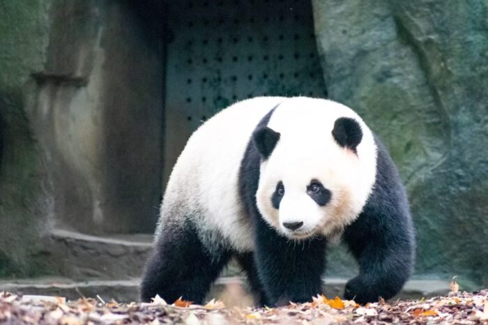 Chengdu - La ciudad de los osos panda.